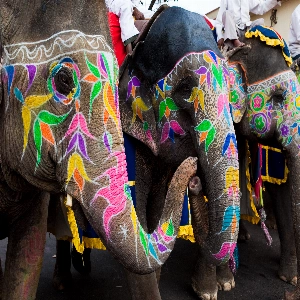 Group of elephants adorned with vibrant decorations during the Elephant Festival in Jaipur, India