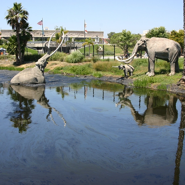 A view of the La Brea Tar Pits, a group of natural asphalt pools in Los Angeles, with prehistoric fossils on display.