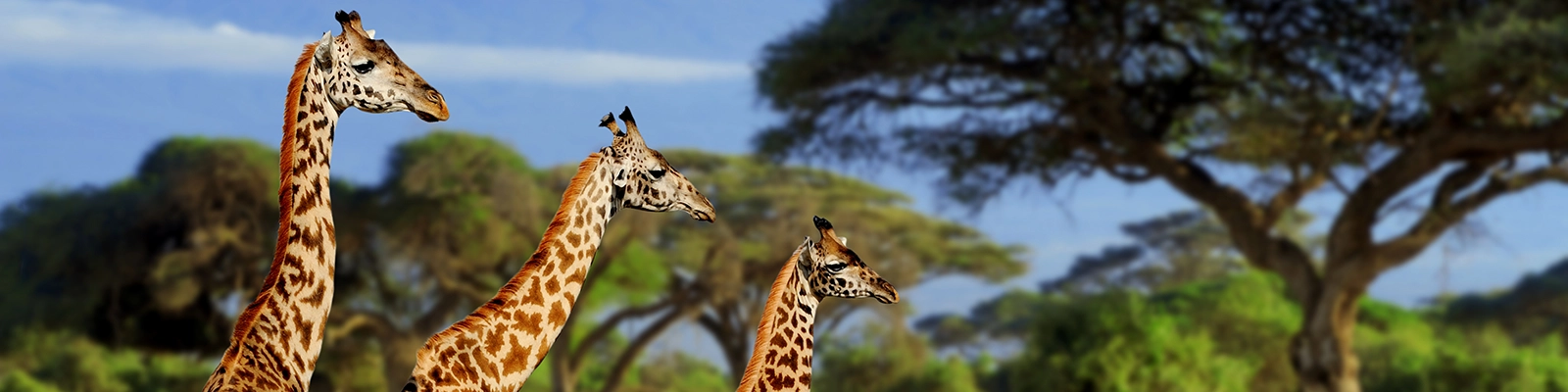 A beautiful African landscape with diverse wildlife and rich cultural heritage.