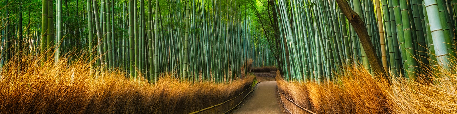 Arashiyama Bamboo Grove in Kyoto, Japan - a scenic bamboo forest with tall, green stalks forming a natural pathway.