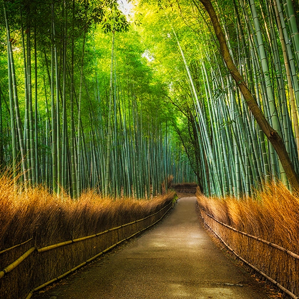 Arashiyama Bamboo Grove in Kyoto, Japan - a scenic bamboo forest with tall, green stalks forming a natural pathway.